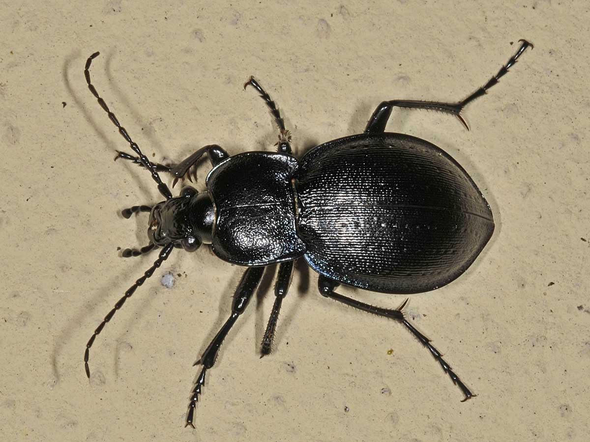 Carabus  convexus, maschio